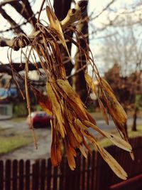 Close-up of butterfly on branch against sky