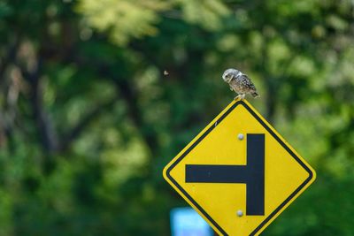 The spotted owlet in nature, amidst large trees in the daytime, during this activity 