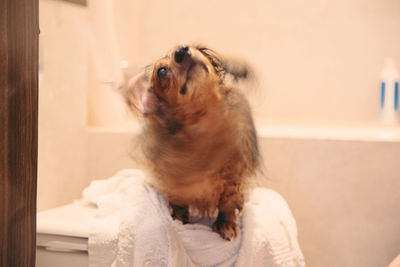 Close-up of dog shaking while sitting on table against wall in bathroom