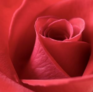 Close-up of red rose