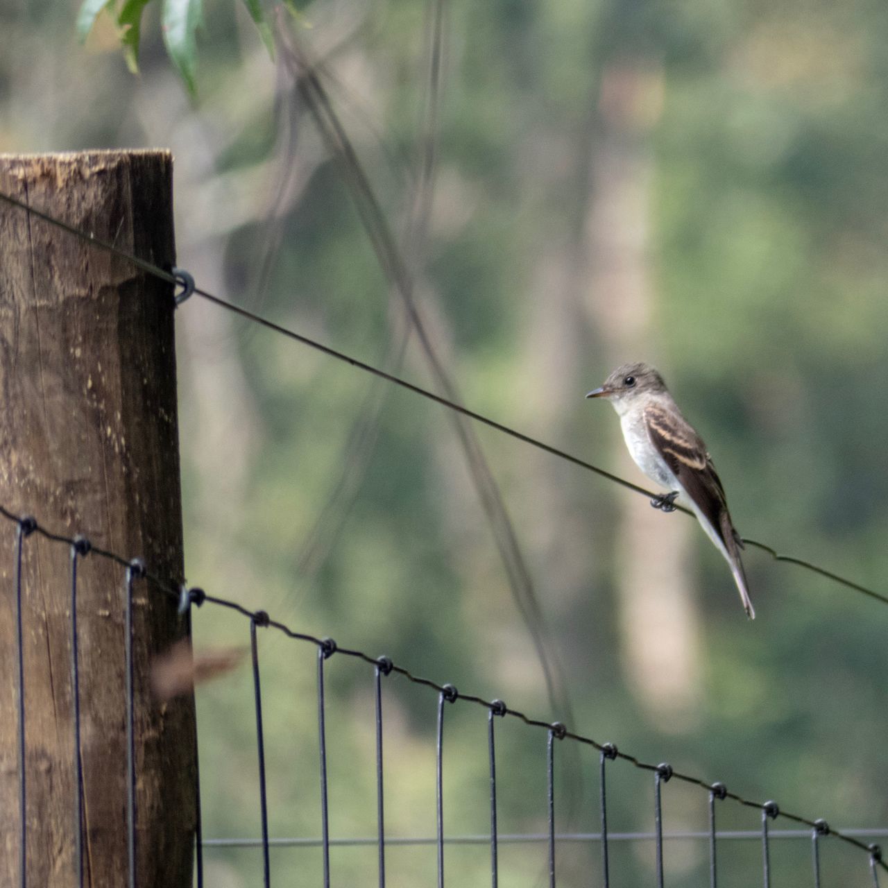 animal wildlife, animal, bird, vertebrate, fence, animal themes, boundary, barrier, animals in the wild, one animal, focus on foreground, perching, wire, no people, safety, protection, day, metal, nature, security, outdoors