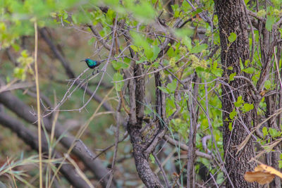 Close-up of bird perching on tree