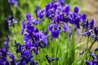 Close-up of purple irises blooming outdoors