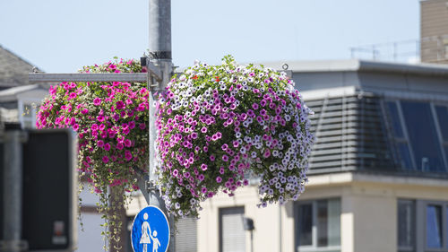 Low angle view of pink flowering plant against building