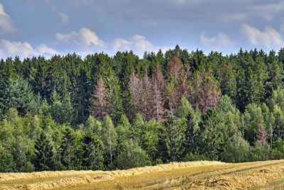 Trees on field against sky