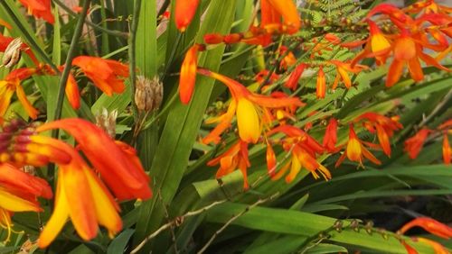 Close-up of red flowers