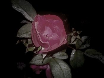 Close-up of pink rose flower