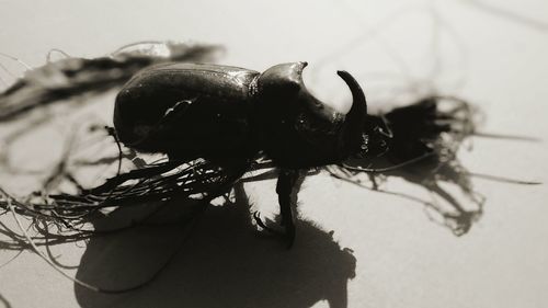 insect