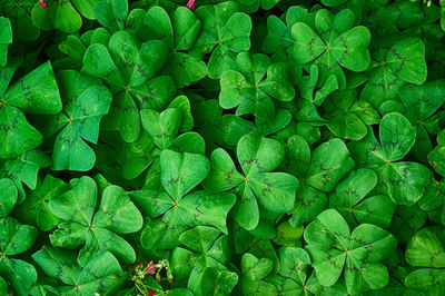 Full frame shot of green leaves