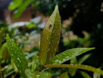 Close-up of raindrops on green leaves during rainy season