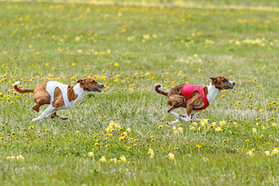 Basenji dogs in red and white shirts running and chasing lure in the field on coursing competition