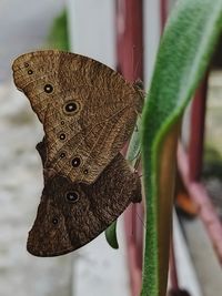 Close-up of butterfly on leaf