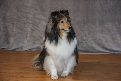 Portrait of a dog looking away