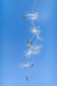 Low angle view of kite against clear blue sky