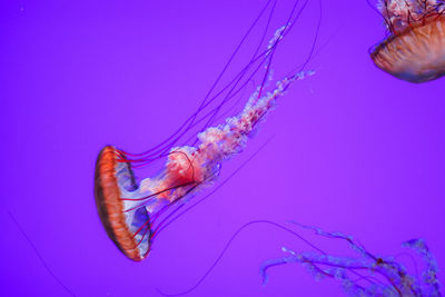 Close-up of jellyfish against blue background