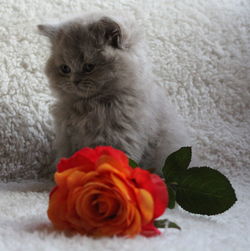 Close-up of rose bouquet