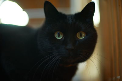 pet