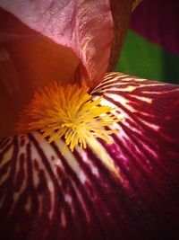 Close-up of yellow hibiscus blooming outdoors