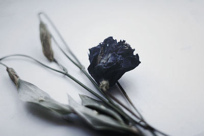 Close-up of flower over white background