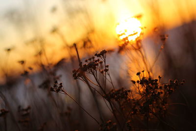 Close-up of plant against blurred background