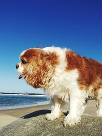 Dog by water against clear sky
