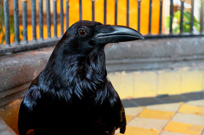 Close-up of a bird looking away