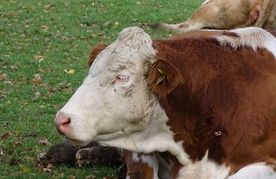 Close-up of cow on field