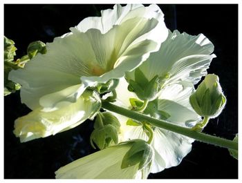 Close-up of flowers