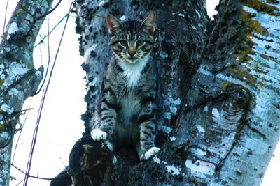 Low angle view of cat sitting on tree