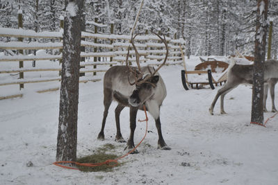 Reindeer standing on snowy land during winter