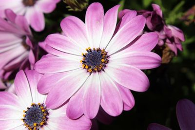 Close-up of pink flowers