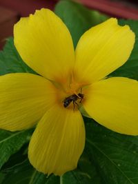 Close-up of insect on yellow flower