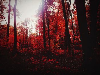 Trees in forest