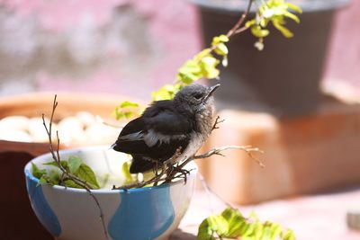 Close-up of bird perching on a flower pot