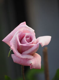 Close-up of pink rose