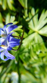 Close-up of purple flowers