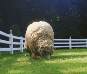 Sheep grazing on field