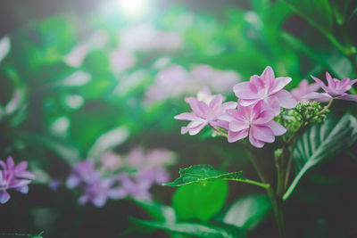 Close-up of pink flowering plant