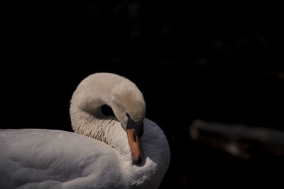 Close-up of swan