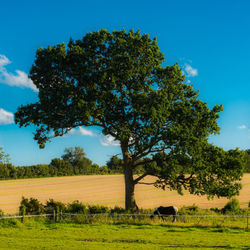 Trees on field against sky