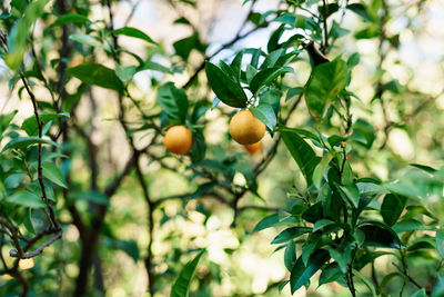 Low angle view of fruits growing on tree