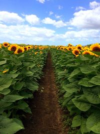 Sunflower field against sky