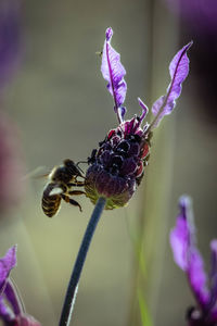 Close-up of insect on purple flower