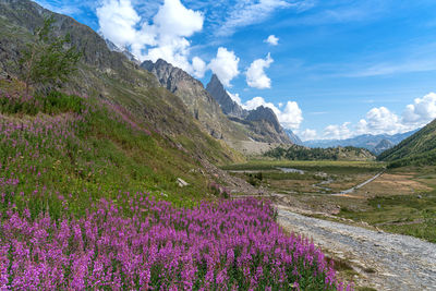 Scenic view of flowering plants on field against sky