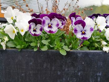 Close-up of flowers blooming outdoors
