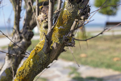 Close-up of lichen growing on tree trunk