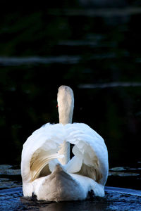 Rear view of swan floating at lake