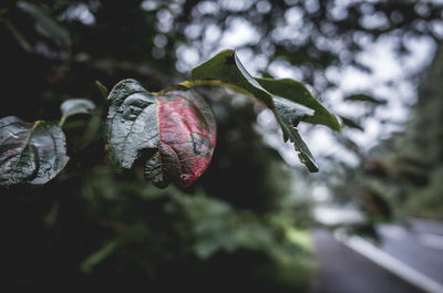 Close-up of berries growing on tree