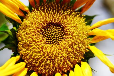 Close-up of sunflower