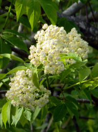 Close-up of flowers blooming outdoors